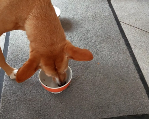 Ein brauner Hund frisst konzentriert aus einem Napf auf einem grauen Teppich.