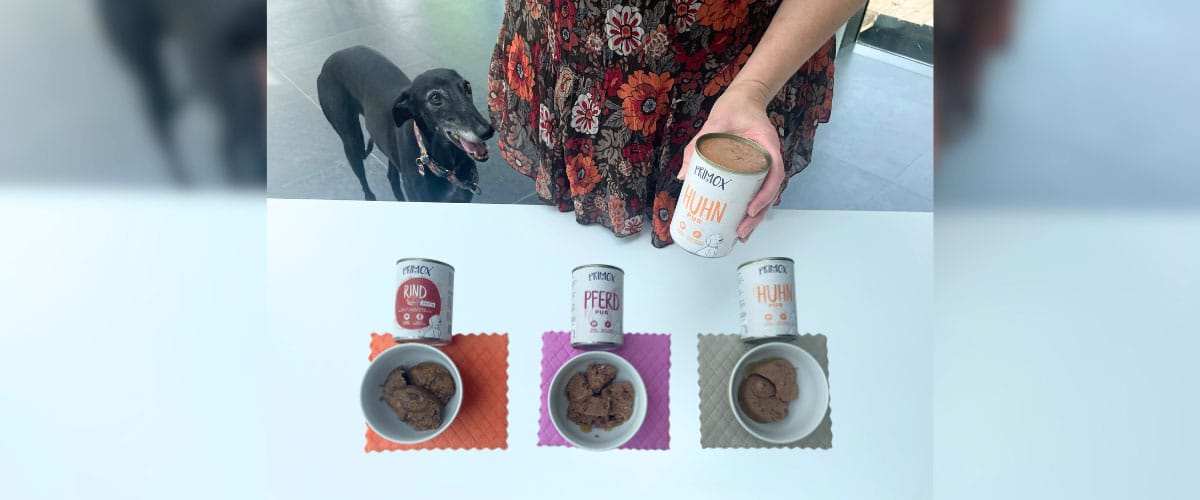 Galgo schaut zu 3 Näpfen mit Rind, Pferd und Huhn, die auf bunten Unterlagen stehen.