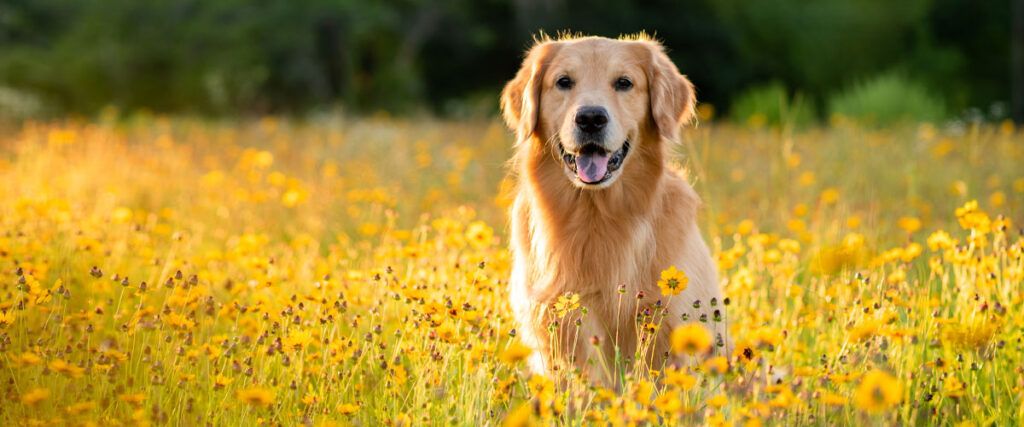 Golden Retriever sitzt in einer sonnigen Wiese voller gelber Wildblumen, Hintergrund leicht unscharf.