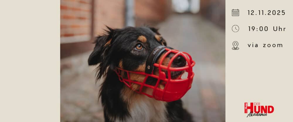 Hund mit rotem Maulkorb steht im Freien; rechts Seminarinfos zu Datum, Uhrzeit und Zoom.