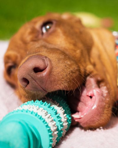 Ein Vizsla-Welpe liegt auf einer Decke und kaut an einem blau-weißen Hundespielzeug
