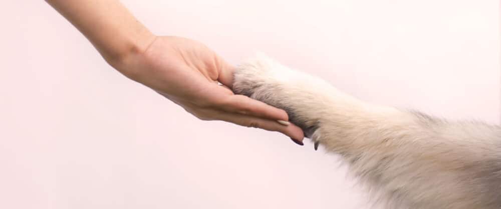 Menschliche Hand hält Hundepfote vor hellem Hintergrund als Zeichen von Vertrauen und Freundschaft.