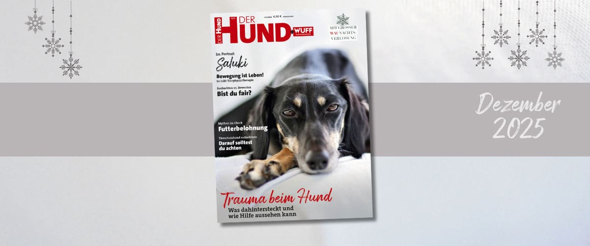 Titelbild von "DER HUND" Dezember 2025 mit einem dunklen, liegenden Saluki auf weißer Decke