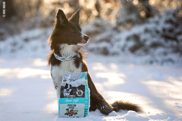 Ein schwarz-weißer Hund sitzt im verschneiten Wald neben einem Beutel MAC's Hundefutter.