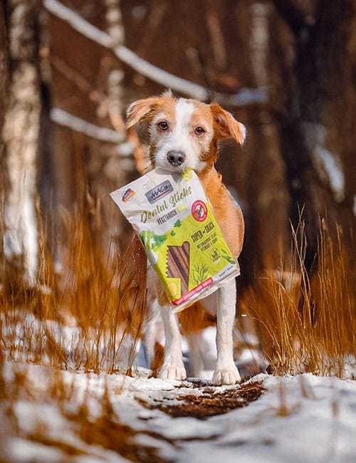 Ein Hund steht auf einem verschneiten Waldboden und hält eine Packung MAC's Dental Sticks für Hunde im Maul.