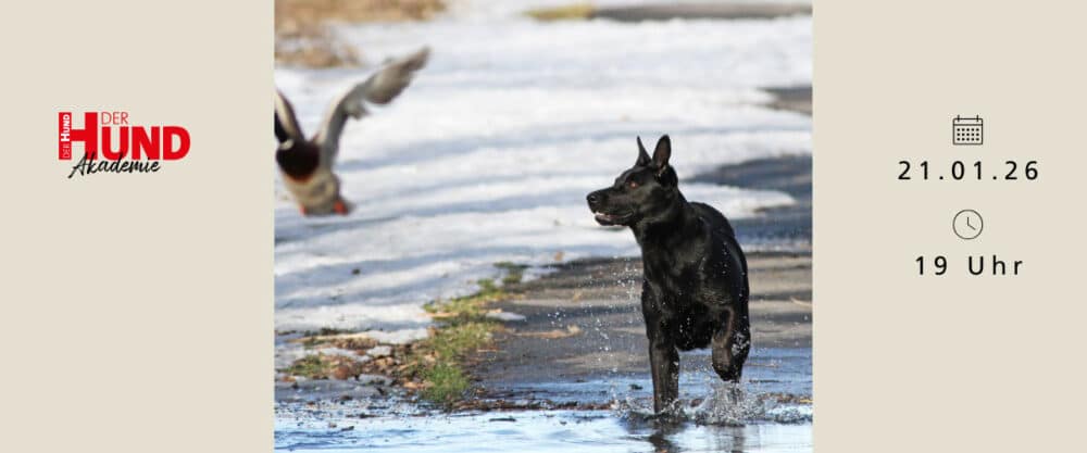 Ein schwarzer Hund läuft durch eine nasse, teils verschneite Landschaft einer Ente hinterher; Termininfos am Bildrand.