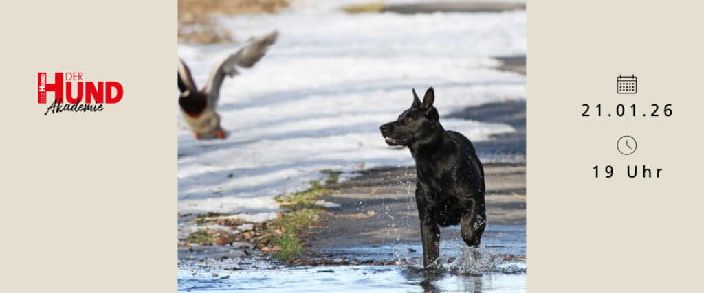 Ein schwarzer Hund läuft durch eine nasse, teils verschneite Landschaft einer Ente hinterher; Termininfos am Bildrand.