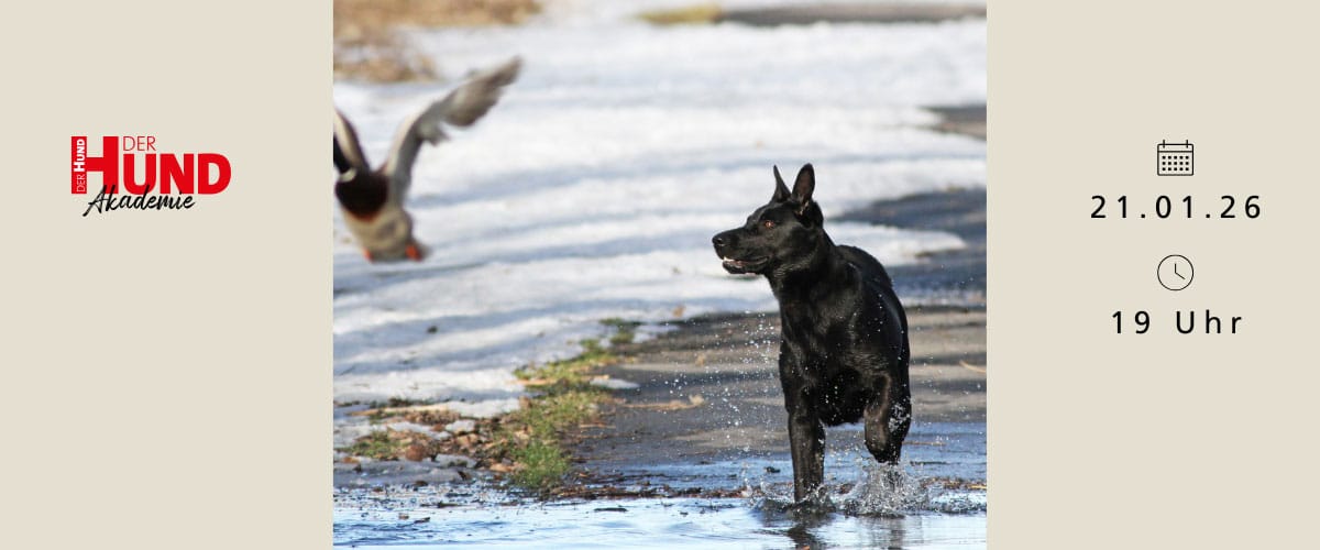 Ein schwarzer Hund läuft durch eine nasse, teils verschneite Landschaft einer Ente hinterher; Termininfos am Bildrand.