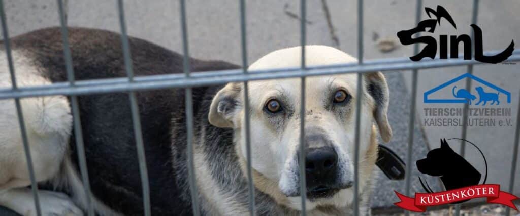 Adventskalender 2025 🎁 8 – Spotlight: Hilfe für schwere Jungs und Mädels