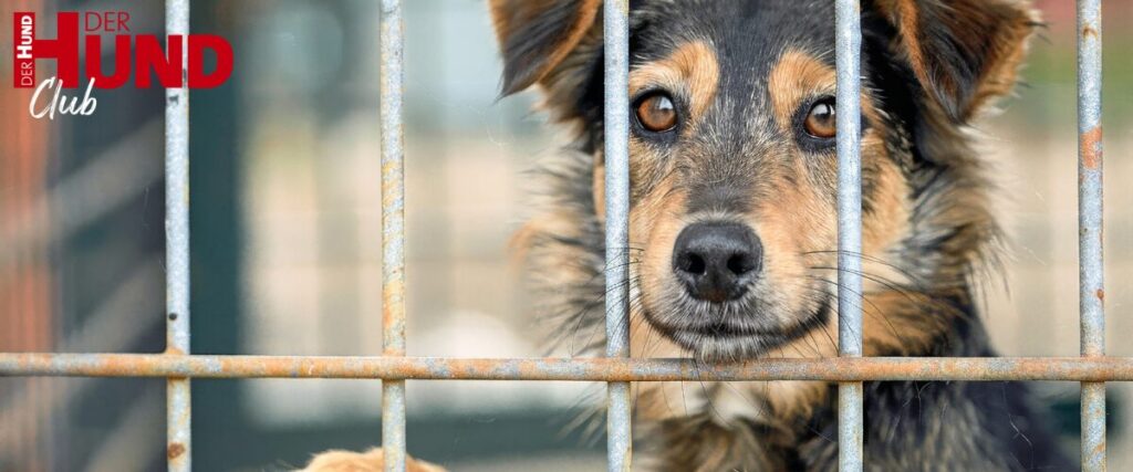 Der Tierschutzverein Tierhilfe Hoffnung e. V. engagiert sich in Rumänien seit 25 Jahren für Hunde (und Katzen). Ein Interview.