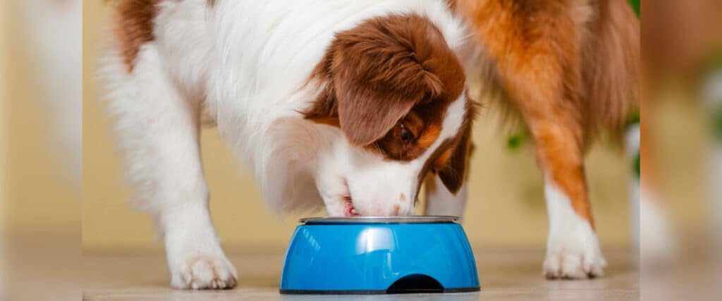 Hund frisst aus einem blauen Napf auf dem Boden.