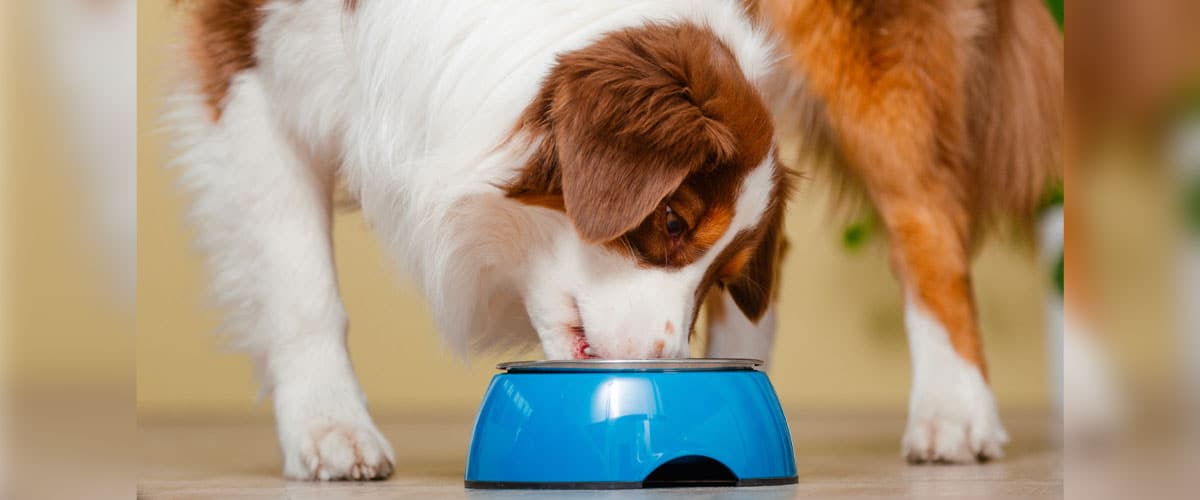 Hund frisst aus einem blauen Napf auf dem Boden.