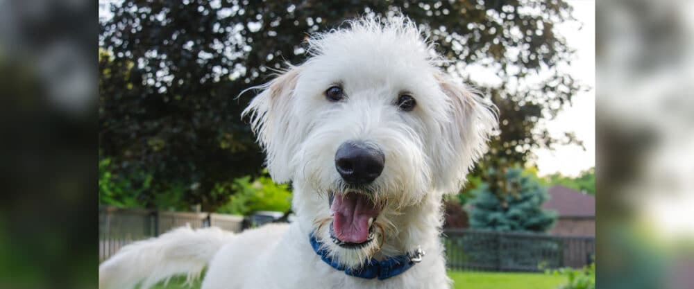 Ein weißer rauhaariger Hund schaut in die Kamera.