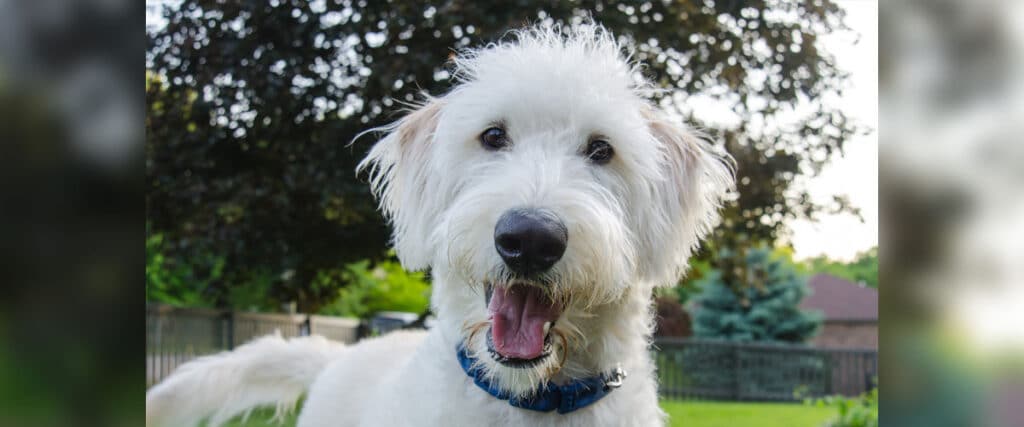 Ein weißer rauhaariger Hund schaut in die Kamera.