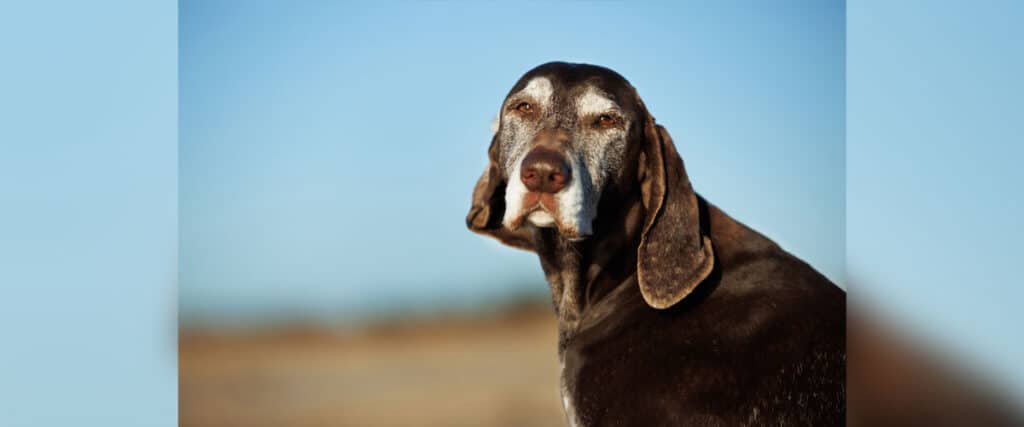 Älterer brauner Hund mit grauem Gesicht sitzt im Freien und blickt in die Kamera, blauer Himmel im Hintergrund.