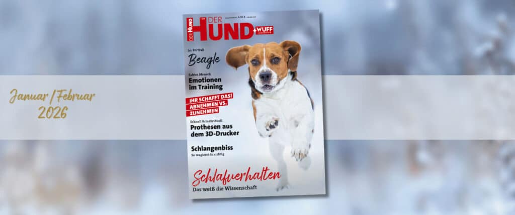 Magazincover „DER HUND + WUFF“ Januar/Februar 2026 mit springendem Beagle und Titelthema „Schlafverhalten bei Hunden“.