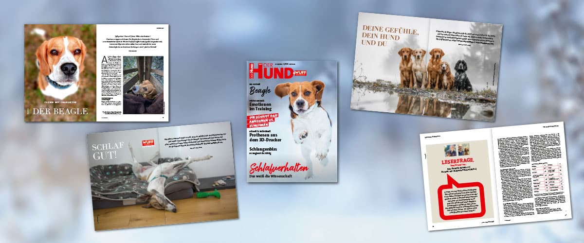 Layout-Übersicht des Magazins „DER HUND + WUFF“ mit Titelthema Schlafverhalten, Rasseporträt Beagle und weiteren Hundethemen.