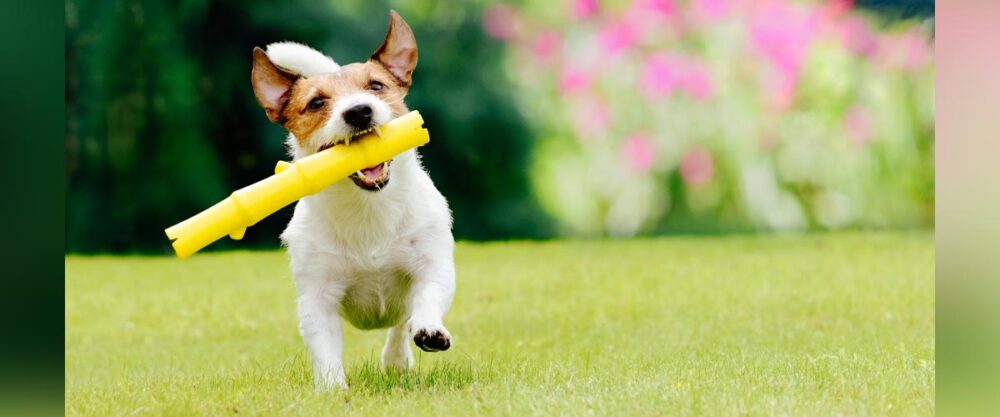 Terrier läuft über eine Wiese und trägt ein gelbes Spielzeug im Maul, im Hintergrund bunte Blumen im Garten.