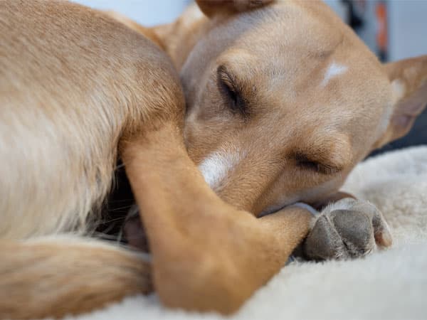 Schlafender Hund liegt zusammengerollt auf einer Decke, Kopf auf der Pfote, Augen geschlossen und wirkt entspannt.
