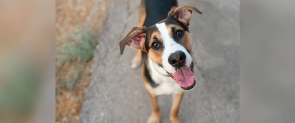 Ein fröhlicher, schwarz-braun-weißer Mischlingshund mit aufgestellten Ohren steht auf einem Weg und blickt neugierig in die Kamera.