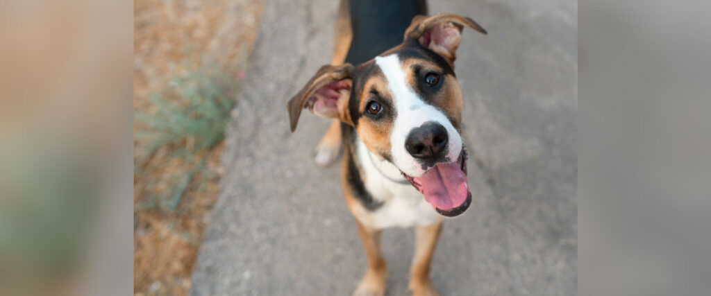 Ein fröhlicher, schwarz-braun-weißer Mischlingshund mit aufgestellten Ohren steht auf einem Weg und blickt neugierig in die Kamera.