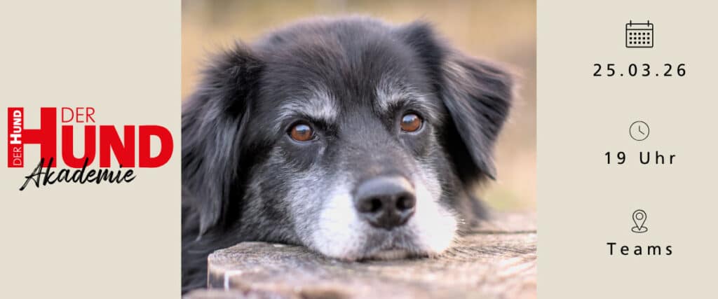 Grafik für „DER HUND Akademie“-Live-Online-Seminar zu Hundesenioren mit Datum 25.03.26, 19 Uhr über Microsoft Teams.