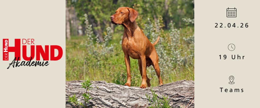 Infografik „DER HUND Akademie“-Webtalk zu Pseudojagdverhalten am 22.04.26 um 19 Uhr über Microsoft Teams mit stehendem Hund im Wald.