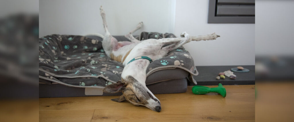 Windhund liegt entspannt in Rückenlage im Hundebett, Pfoten in der Luft, Spielzeug auf dem Boden daneben.