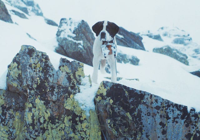 Bernhardiner steht aufmerksam auf verschneiten Felsen im Gebirge.