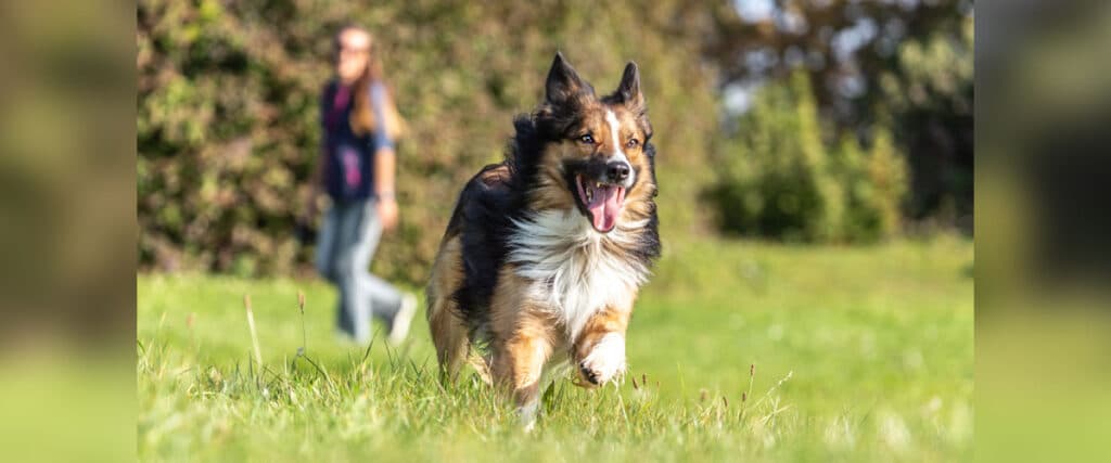 Hund rennt fröhlich über eine Wiese, im Hintergrund verschwommen eine Person beim Spaziergang.