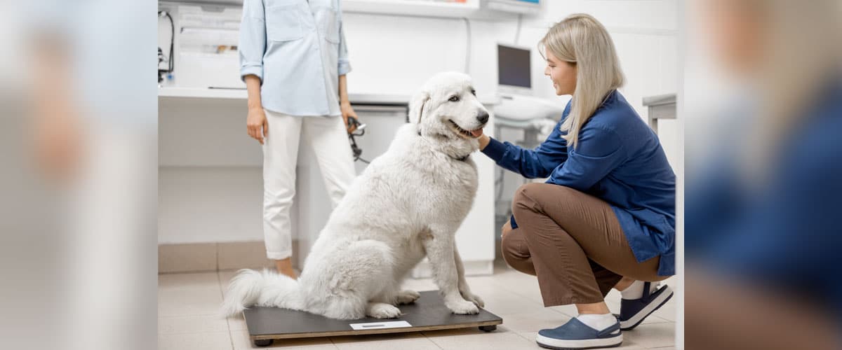 Großer weißer Hund sitzt auf Waage in Tierarztpraxis, eine Frau streichelt den Kopf, eine Person steht im Hintergrund.