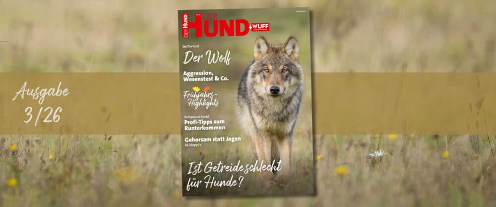 Magazincover DER HUND+WUFF mit Wolf auf Wiese, links Schriftzug „Ausgabe 3/26“ auf goldenem Banner im Hintergrund.