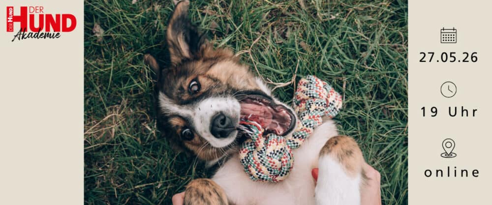 Junger Hund liegt auf dem Rücken im Gras, kaut auf Tau-Spielzeug, daneben Daten für Webinar am 27.5.26 um 19 Uhr