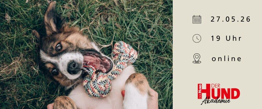 Verspielter Hund liegt auf dem Rücken im Gras und kaut auf einem bunten Tau-Spielzeug, daneben Webinar-Daten.