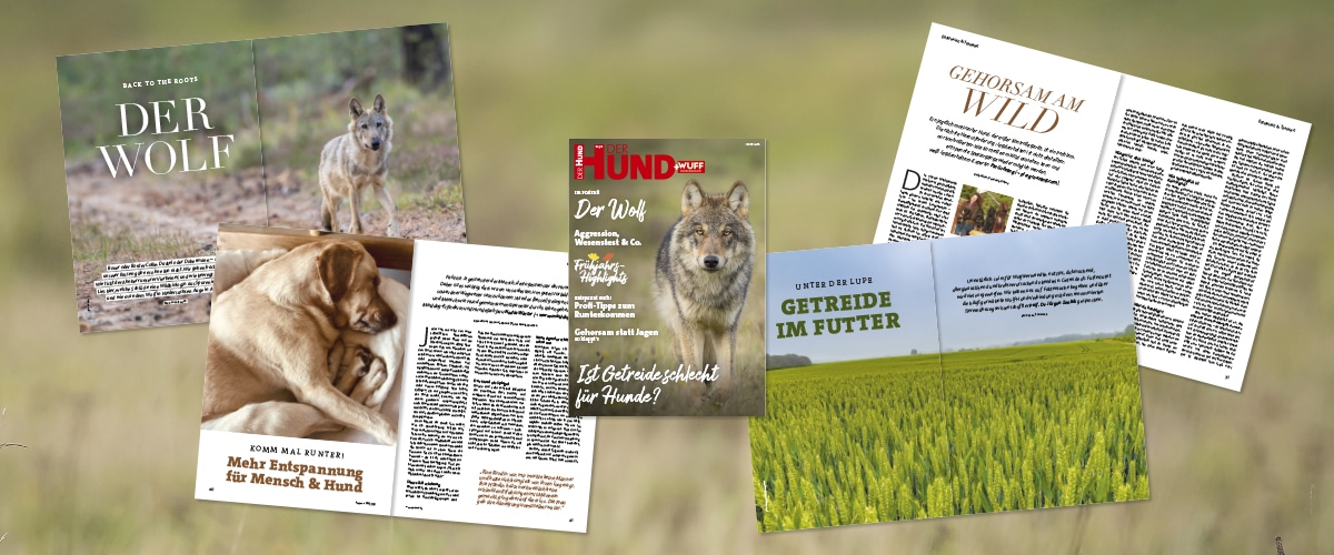 Collage mit Titelbild und aufgeschlagenen Seiten des Magazins DER HUND+WUFF 3/26 zu Wolf, Entspannung und Fütterung.