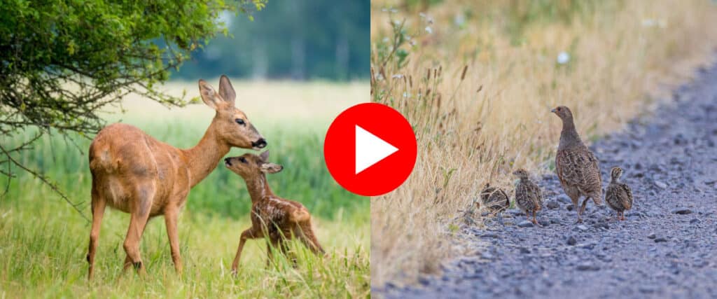 Collage mit Reh und Kitz sowie Rebhuhn mit Küken, in der Mitte rotes Play-Symbol für ein Video.
