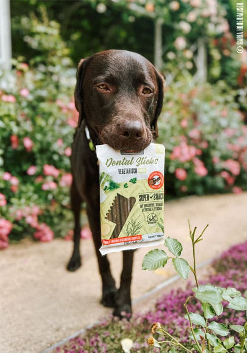 Brauner Labrador trägt MAC’s vegetarische Dental Sticks im Maul in Blumengarten.