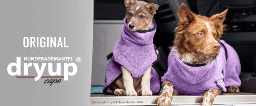 Kleiner und großer Hund im Auto tragen lavendelfarbene dryup cape Hundebademäntel.