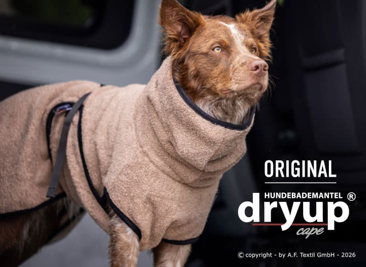 Braunweißer Hütehund steht bei Auto und trägt „dryup cape“ in der Farbe Coffee.