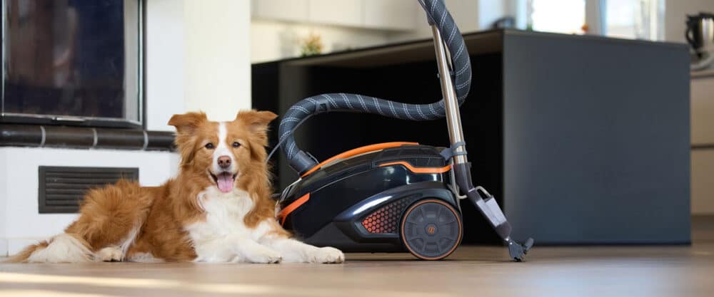 Aufmerksamer, rot-weißer Hütehund liegt neben THOMAS Staubsauger auf Fußboden.