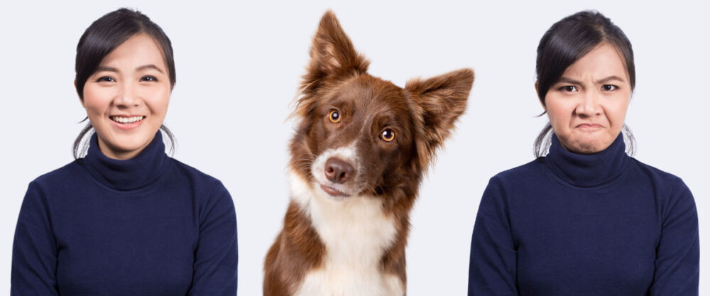 Glückliche und verärgerte Frau (Gesicht), dazwischen braun-weißer Hütehund mit schiefgelegtem Kopf