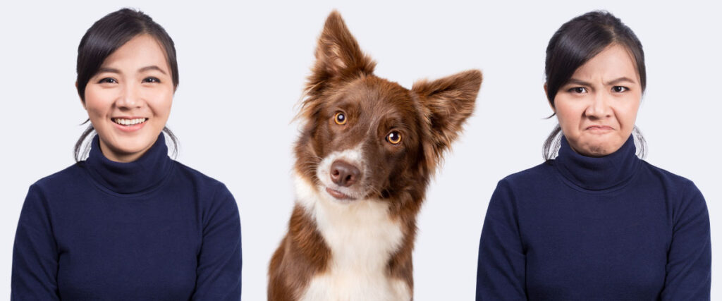 Glückliche und verärgerte Frau (Gesicht), dazwischen braun-weißer Hütehund mit schiefgelegtem Kopf