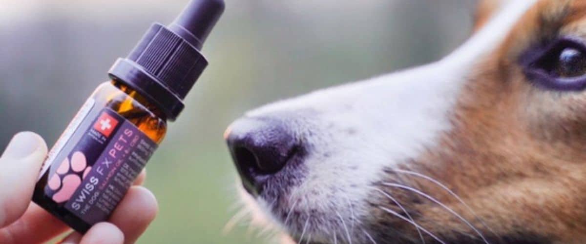 Hund schnuppert an einer kleinen CBD-Tropfflasche für Haustiere, die vor die Nase gehalten wird.