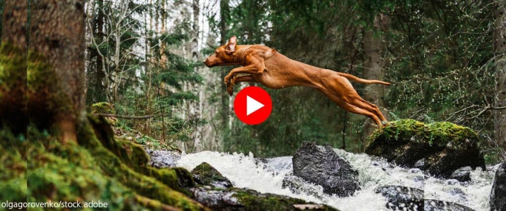 Kurzhaariger brauner Hund springt in weitem Satz über einen Bach im Wald, Körper gestreckt über Felsen und Wasser.