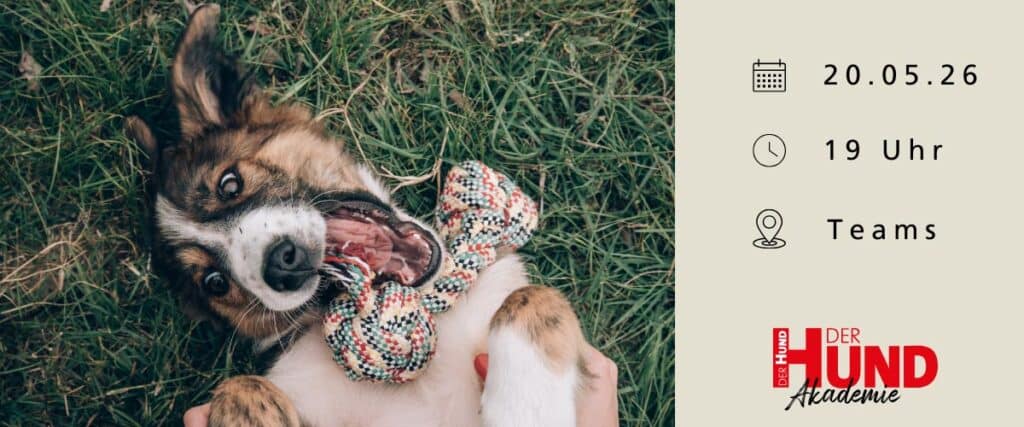 Verspielter Hund liegt auf dem Rücken im Gras und kaut auf einem bunten Tau-Spielzeug, daneben Webinar-Daten.