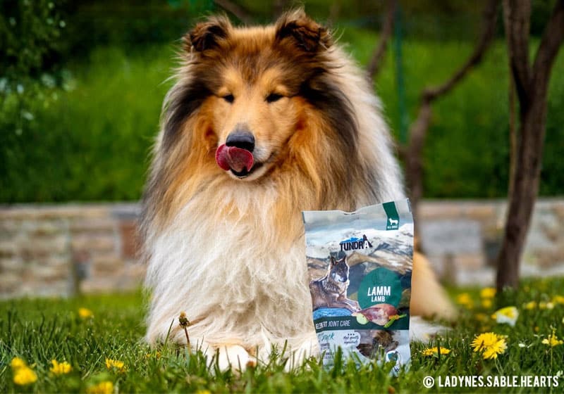 Langhaariger Collie im Garten leckt sich die Schnauze neben Tundra-Hundefuttertüte „Lamm“.