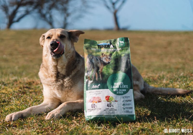 Hund liegt auf Wiese hinter großer Tundra-Hundefuttertüte mit Aufdruck eines Wolfs.