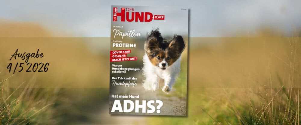 Cover DER HUND 4/5 2026 mit rennendem Papillon. Themen u. a. Cover-Star Suche, Proteine, Hundepfeife, Begegnungen, ADHS