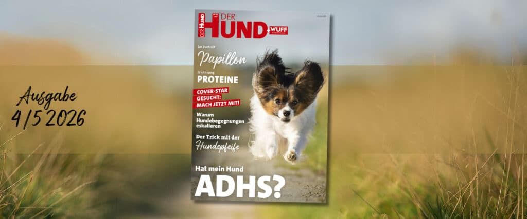 Cover DER HUND 4/5 2026 mit rennendem Papillon. Themen u. a. Cover-Star Suche, Proteine, Hundepfeife, Begegnungen, ADHS