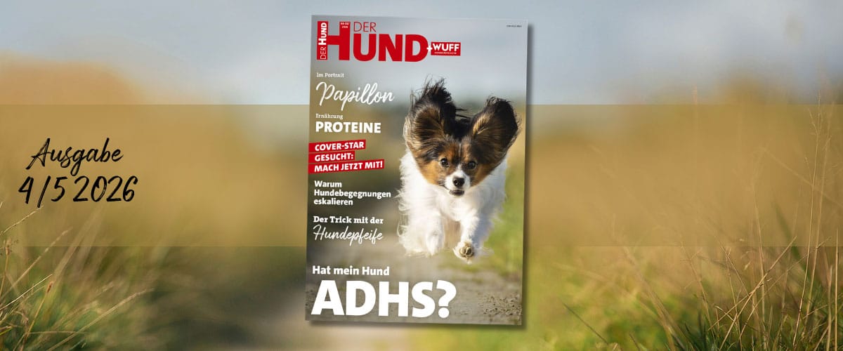 Cover DER HUND 4/5 2026 mit rennendem Papillon. Themen u. a. Cover-Star Suche, Proteine, Hundepfeife, Begegnungen, ADHS